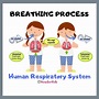 Respiratory System [Parts and Functions for Kids] – HowForKids