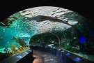 Ripley's Aquarium of Canada Reviews | U.S. News Travel