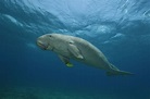 All About the Dugong