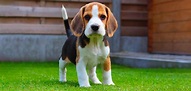 El beagle, uno de los canes más juguetones y cariñosos