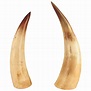 Captivating Pair of Large Natural Horns at 1stdibs