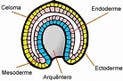 Celoma - Embriologia - InfoEscola