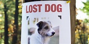 How to Find a Lost Dog: Things You Haven't Considered | HuffPost