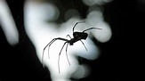 Aracnofobia: cómo combatir el miedo a las arañas
