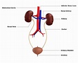 Las 26 partes del sistema urinario (características y funciones)