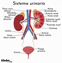 Sistema urinario: funciones, partes, funcionamiento