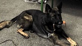Mutmaßlich vergifteter Schäferhund Rex: Autopsie liefert kein Ergebnis