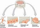 38.6: Bone - Cell Types in Bones - Biology LibreTexts