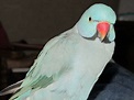 a blue and green bird sitting on top of someone's arm with its beak open