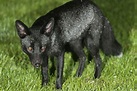 UK photographer captures beautiful images of a rare black fox ...