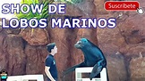 Show de lobos marinos en el acuario de mazatlán | 4K - YouTube