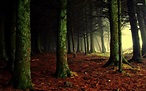 HD Dark Woods Bacgrounds Free Download | PixelsTalk.Net