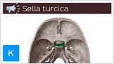Sella turcica | Anatomical Terms Pronunciation by Kenhub - YouTube