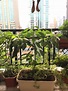 My balcony avocado : r/gardening
