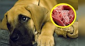Perros: ¿Qué es la enfermedad del gusano del corazón y cómo puedo ...