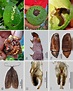 Stenoma catenifer Walsingham. A) and B) Damage symptoms in avocado ...