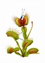Dionaea muscipula - Venus flytrap Art Print by Irene Laschi - X-Small ...