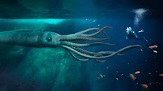 Real Giant Squid Images | Bruin Blog