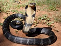 King cobra - Wikipedia