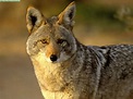 Fotos de coyotes