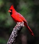 North America birds Flashcards | Memorang