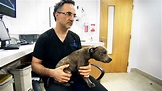 Who is the Supervet? 10 things you didn't know about Noel Fitzpatrick ...