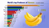 The Main BANANA Producing Countries in the World (1960-recent years ...