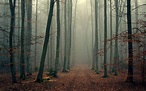 Misty Forest Wallpapers - Top Free Misty Forest Backgrounds ...