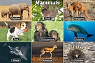 List Of Mammals With Pictures & Facts: Examples Of Mammal Species