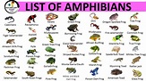 LIST OF AMPHIBIANS | LIST OF AMPHIBIANS WITH PICTURES - Vocabulary Point