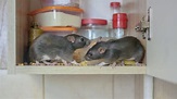7 Signs Of Rat Infestations In Your Home – Forbes Home