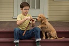 Adoption at the Movies : A Dog's Purpose Adoption Movie Review