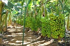 7 Dicas de sucesso sobre como plantar banana - Celeiro do Brasil
