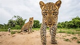 20 wildlife photos that show how beautiful the animal kingdom is - 500px