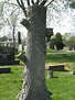 A Grave Interest: Those Amazing Tree Stones
