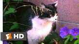 A Cat's Tale (2008) - Cat vs. Dog Scene (4/10) | Movieclips - YouTube