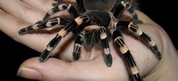 Aracnofobia.net | Todo lo que debes saber sobre la fobia a las arañas