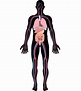 Ilustración de la anatomía del cuerpo humano | Vector Premium