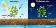 Diagram Showing Process Of Photosynthesis And Cellular Respiration Images