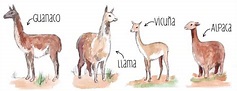 See figure: 'Los cuatro camélidos: Guanaco, Llama, Vicuña y Alpaca ...