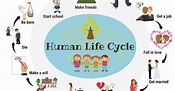 Human Life Cycle: Useful Stages of Life with Pictures • 7ESL