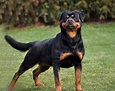 Rottweiler Info, Color, Temperament, Lifespan, Shedding, and Pictures