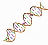 Reading Exercise: The Structure of DNA – A tang of science