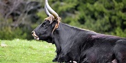 La Historia del uro, un antiguo toro salvaje europeo | Sercolombiano
