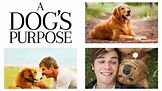A Dog's Purpose (2017) - AZ Movies