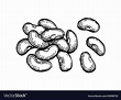 Ink sketch common bean Royalty Free Vector Image