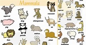 List Of Mammals: Useful Mammal Names With Pictures - 7 E S L