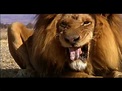 due cuccioli di leone nella savana: doppiato da ricky tognazzi simona ...