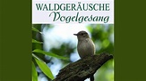 Vogelgesang am Abend mit Grillen zirpen - YouTube