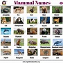 List of Mammals: 50+ Popular Mammal Names with Examples and ESL Pictures - English Study Online